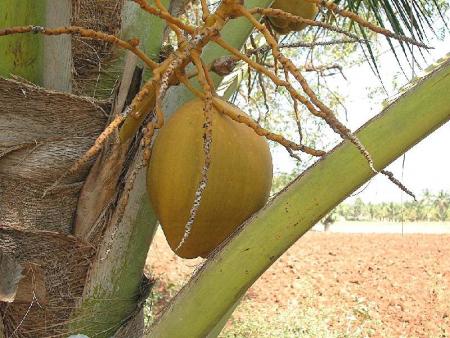 Fruit of Paradise...